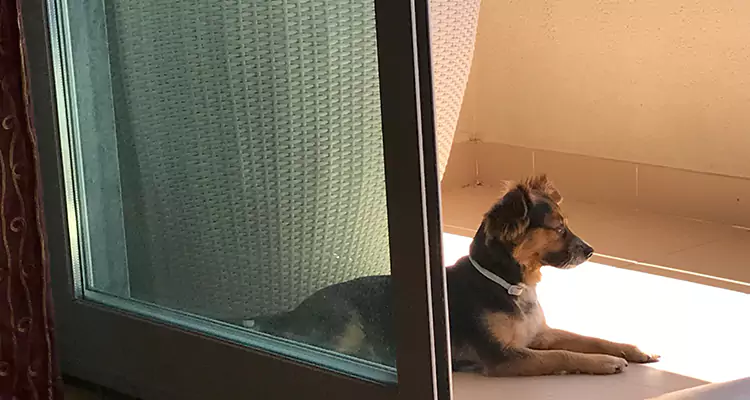 French Door Pet Screen Repair in Palm Bay, FL